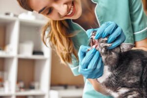 doctor examining cat's teeth