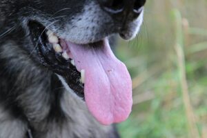 close up of dog's mouth