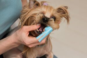 How To Brush Dog Teeth