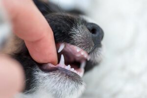 close up of young puppy's teeth