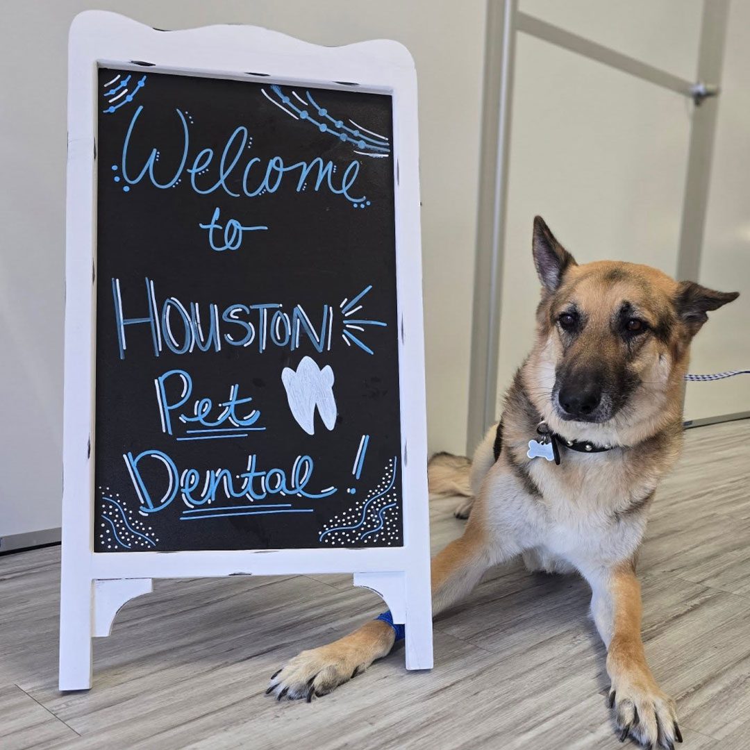 German Shepherd Sitting Behind Chalboard Sign that says "Welcome to Houston Pet Dental!"