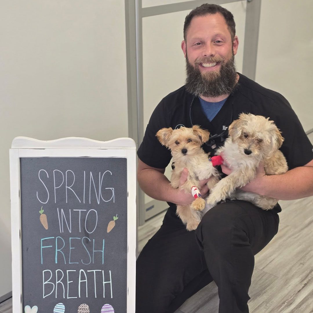 Happy Male Veterinarian Holding Two Small Dogs behind chalkboard sign that says "Spring into Fresh Breath"