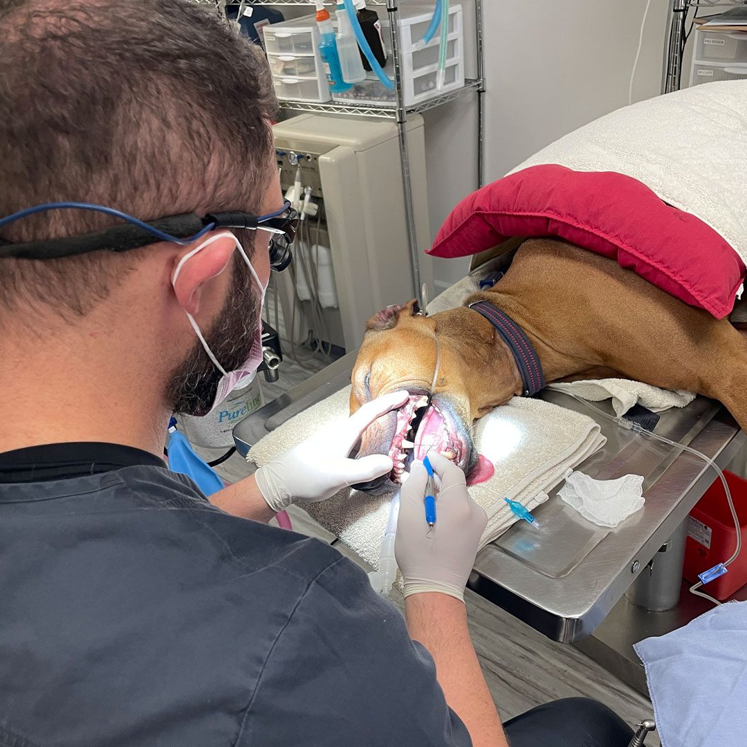 Male Veterinarian Performing Dental Cleaning On Sedated Dog