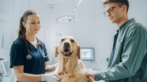 vet-talking-with-pet-owner-at-yellow-labrador-dog's-appointment
