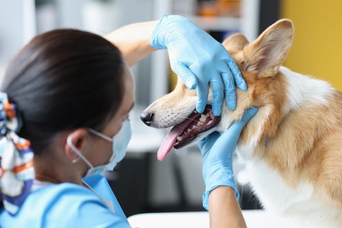 female-vet-checking-corgi-dog's-teeth-at-clinic