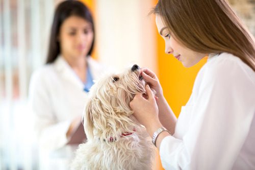 female-vet-checking-dog's-teeth-at-clinic