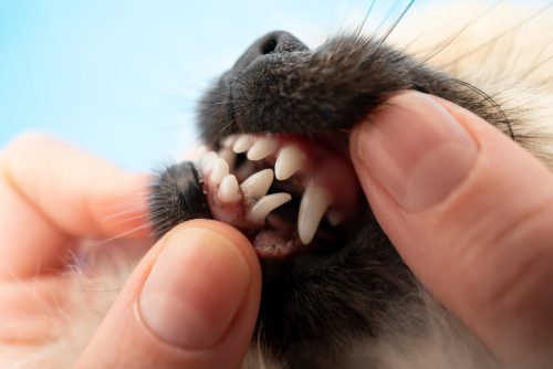 close-up-of-dog's-teeth