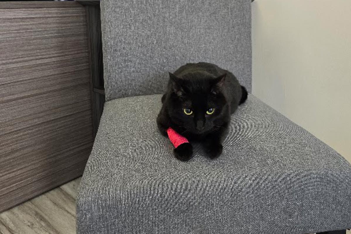 black cat with green eyes and red bandage around front leg lying on grey chair in office