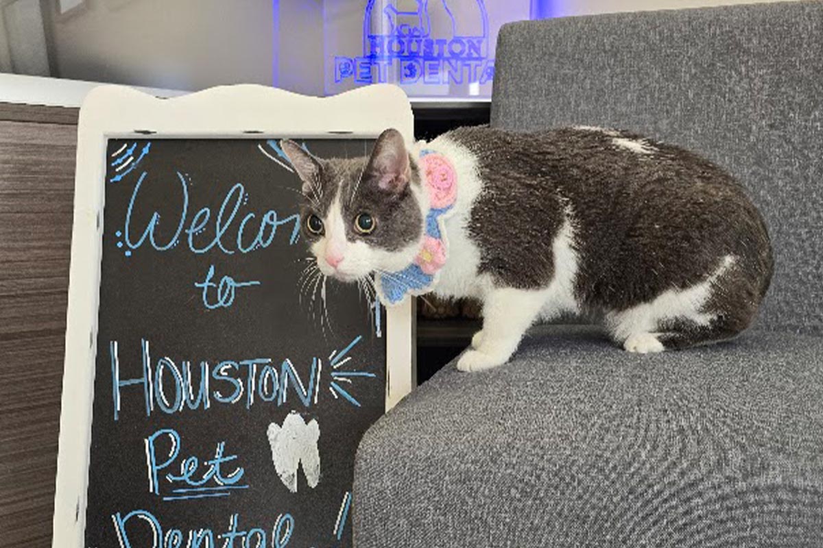 Cat On Chair Next To Chalkboard Sign grey and white cat with crochet collar perched on chair next to chalkboard sign that says "Welcome to Houston Pet Dental!"