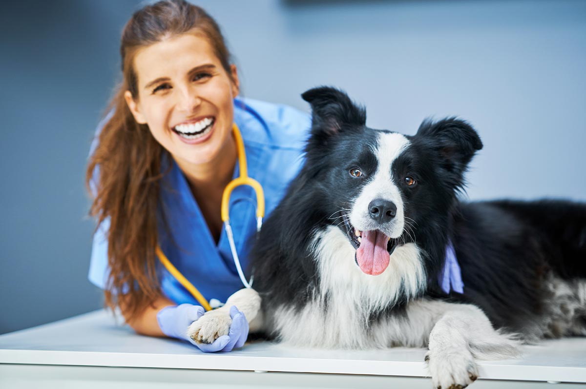 Happy Female Doctor With Border Collie female veterinarian smiling and laughing while examining border collie