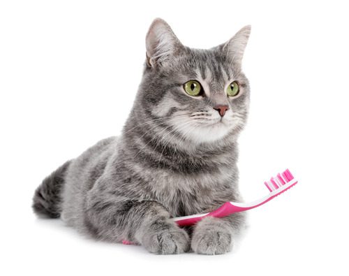 gray tabby cat laying with pink and white toothbrush between its front legs against a white background