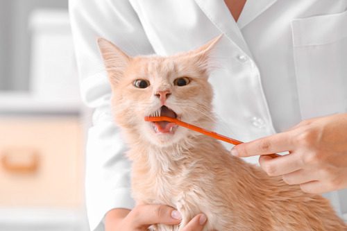 veterinarian brushing orange cat's teeth at clinic