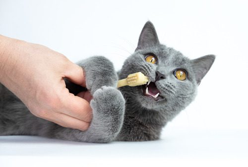 pet owner brushes gray cat's teeth while cat holds the toothbrush 