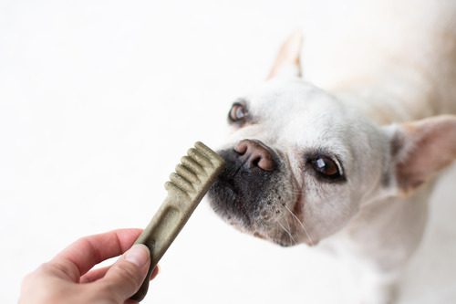pet owner giving french bulldog a dental chew