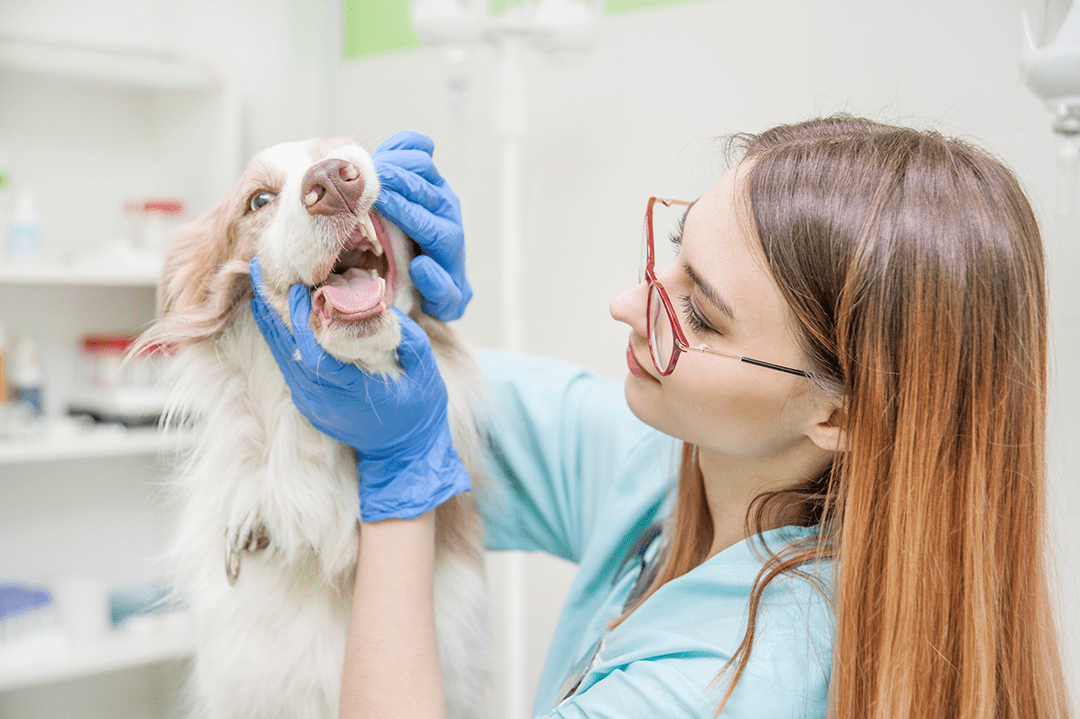 Vet Dental Exam Careers Spring Tx