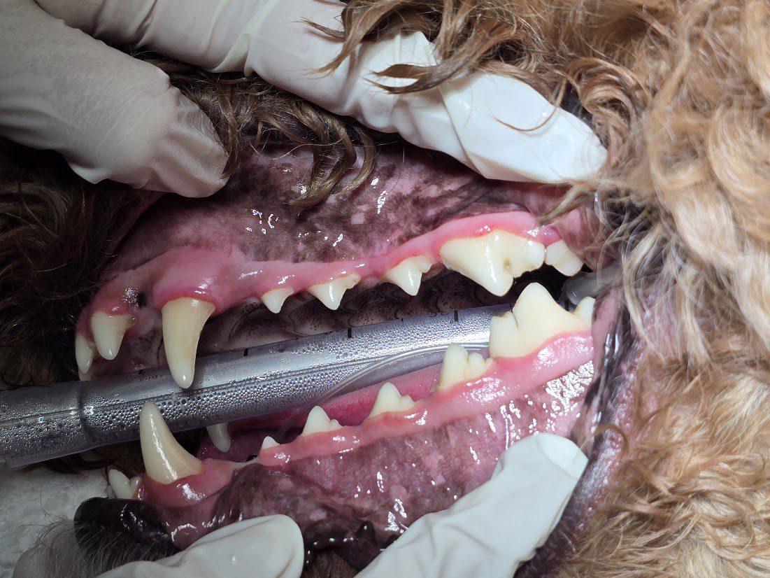 before and after of gum disease in dogs