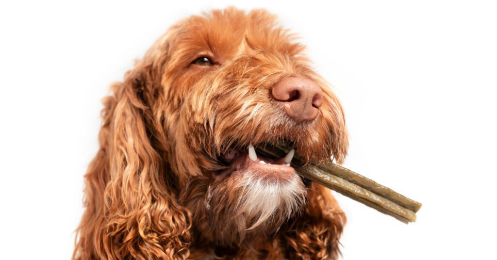 close up of dog holding dental chew in its mouth