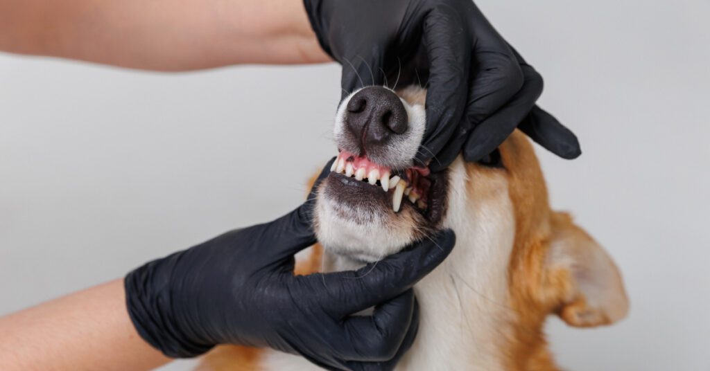 vet examining corgi dog's teeth