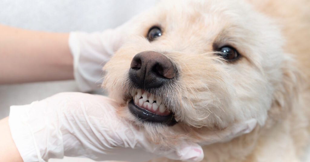 close up of vet examining dog's teeth at the clinic
