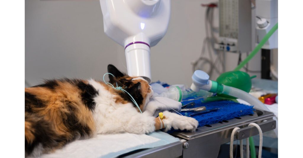 cat under anesthesia having pet dental X-rays done at the clinic