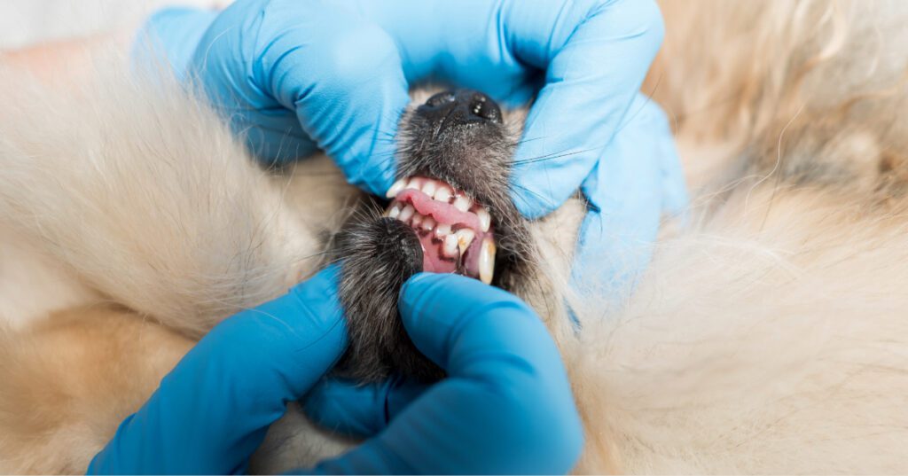 close up of vet examining pomeranian dog's teeth