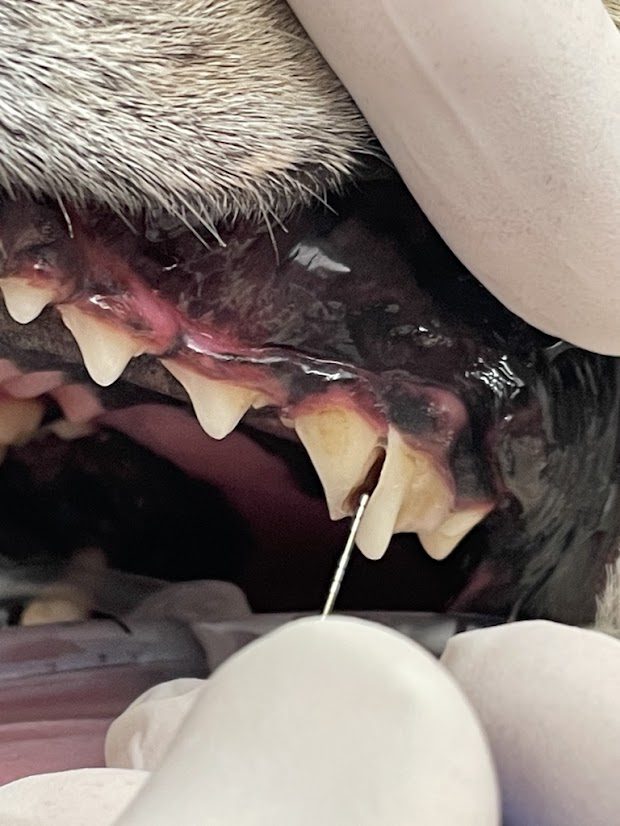 close up of Split Tooth in dog