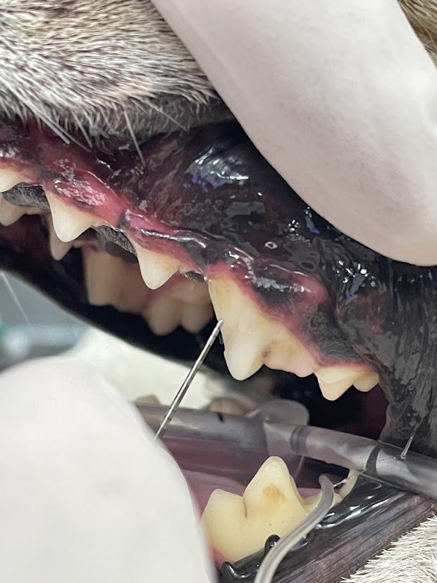 close up of vet checking dog's split Tooth 