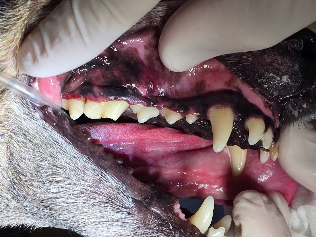 close up of fractured tooth