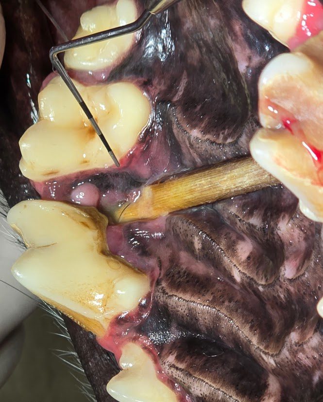 close up of stick in dog's mouth during dental cleaning