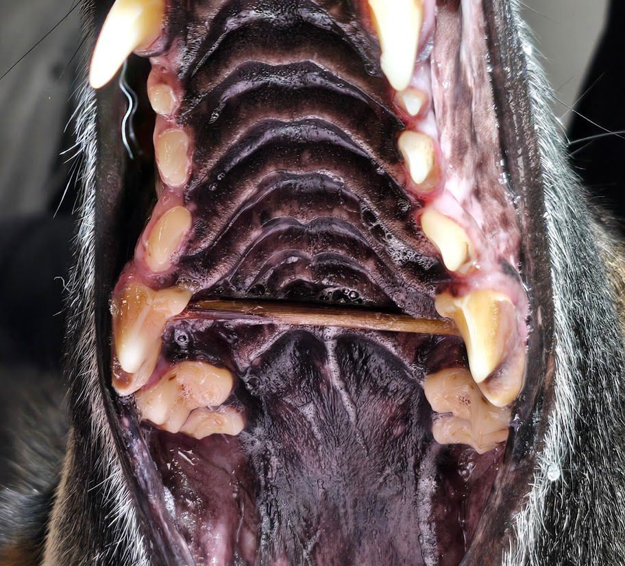 close up of stick in the roof of the dog's mouth during cleaning