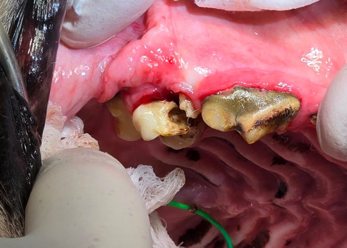close up of fractured tooth in dogs