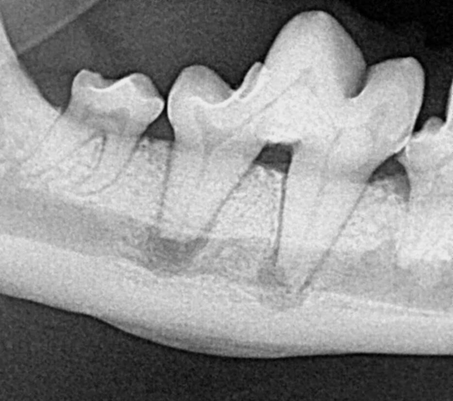 X-ray image of dog's teeth