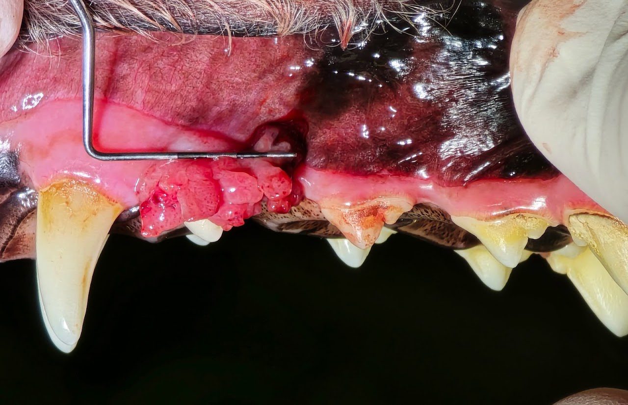 close up of Oral Mass in dog's mouth