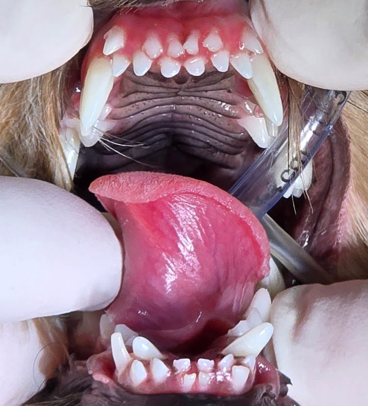 close up of Deciduous Teeth in dog while vet is cleaning dog's teeth