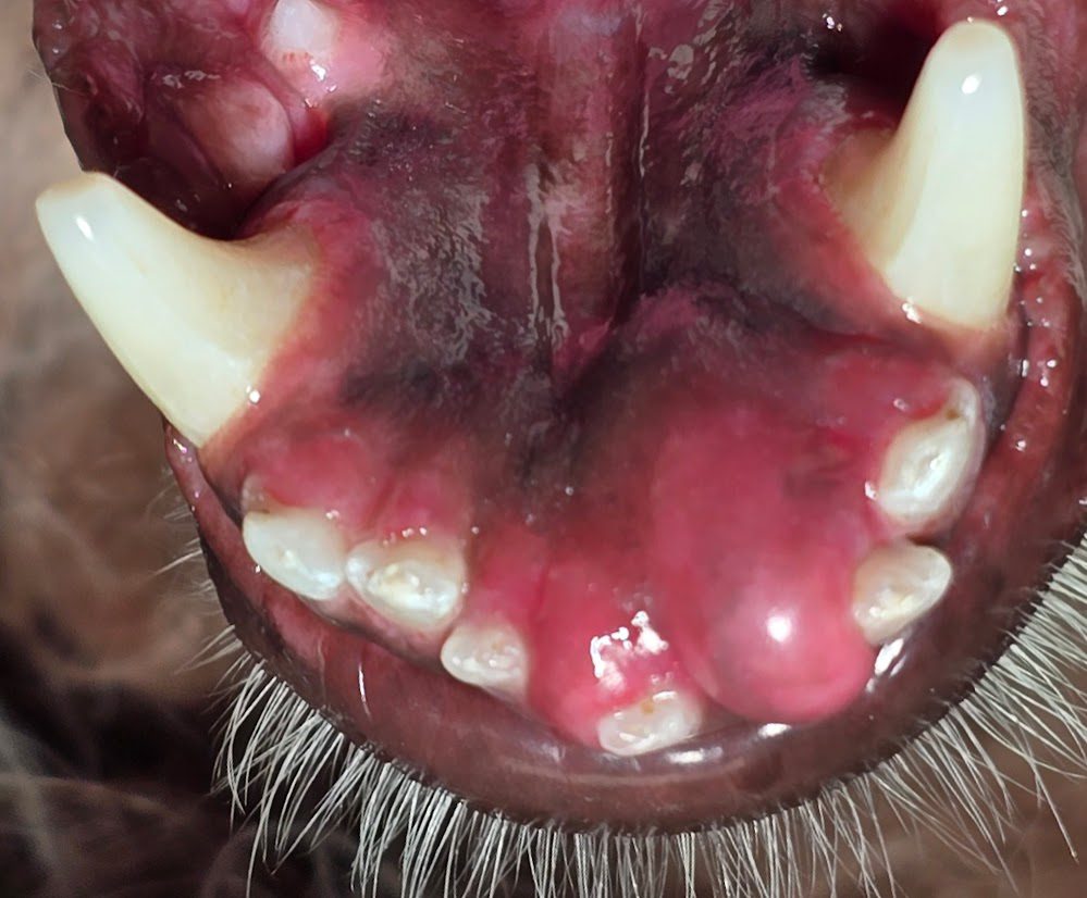 Oral Mass in dog's mouth
