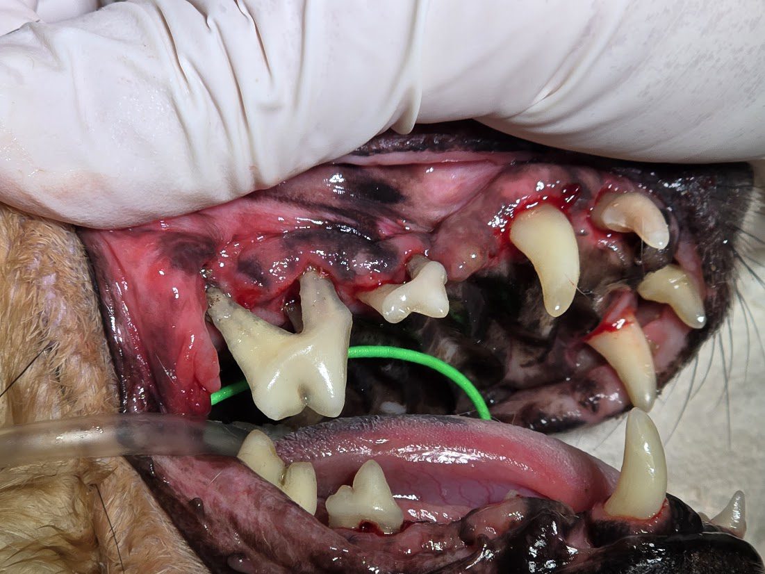 close up of Stage 4 Periodontitis in dog's mouth