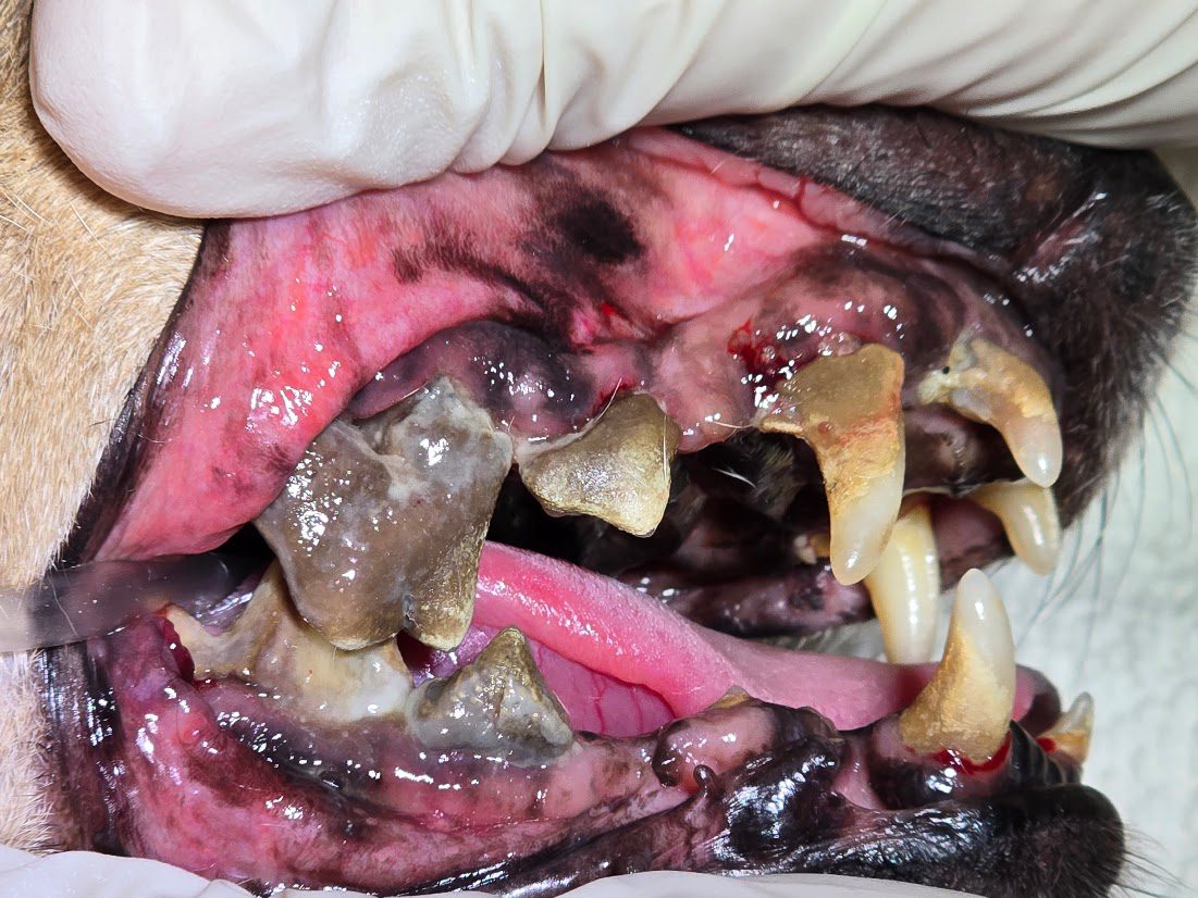 close up of Stage 4 Periodontitis in a dog's mouth