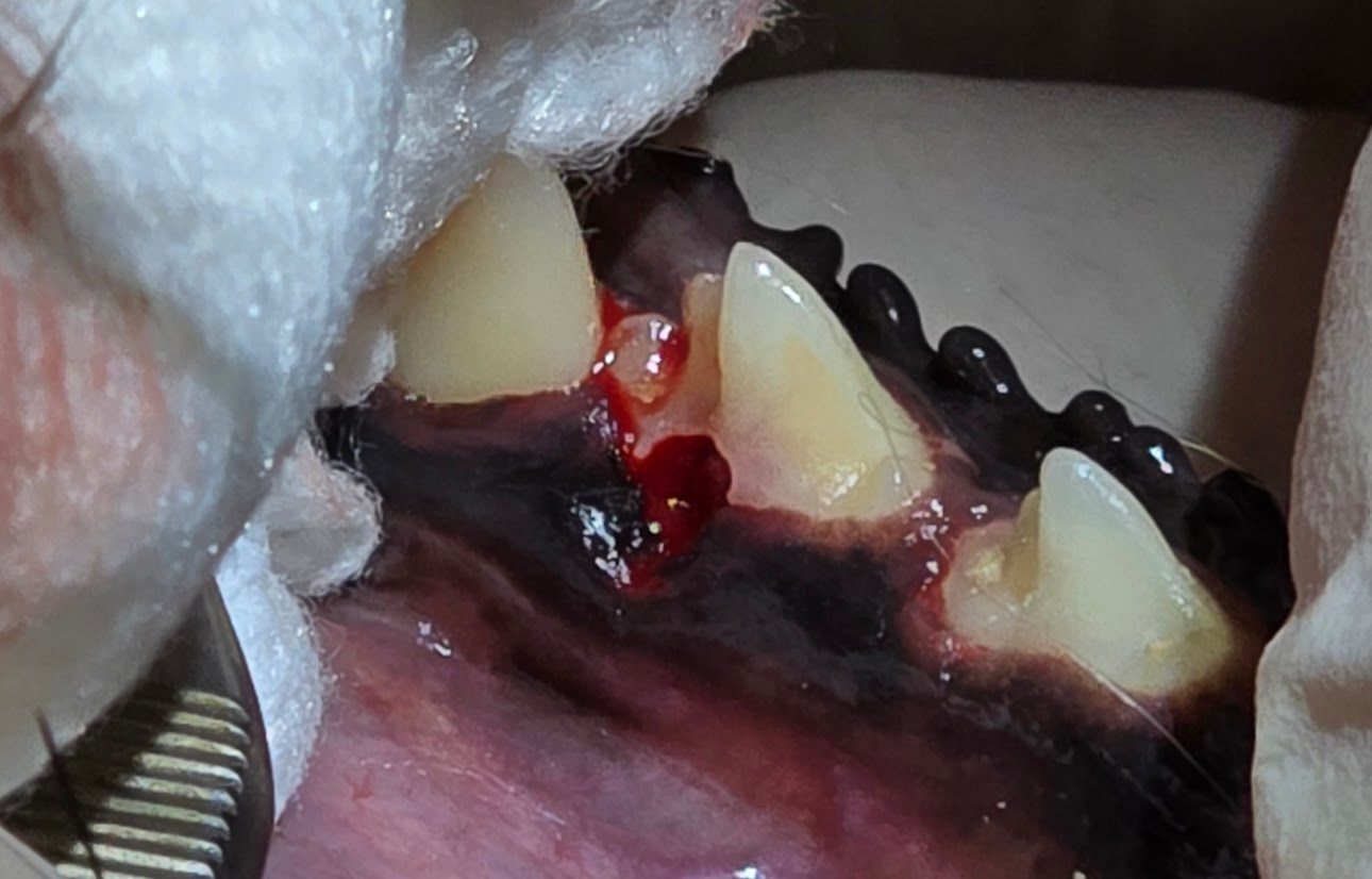 close up of Surgical Extraction Vs Simple Extraction 