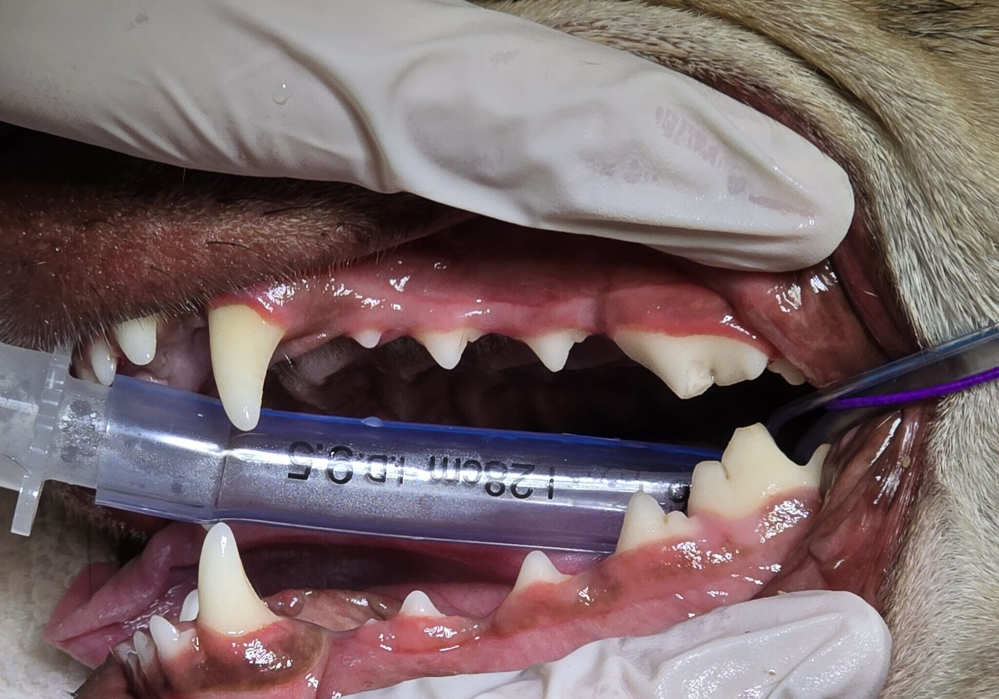 post Cleaning Image Of Healthy Teeth