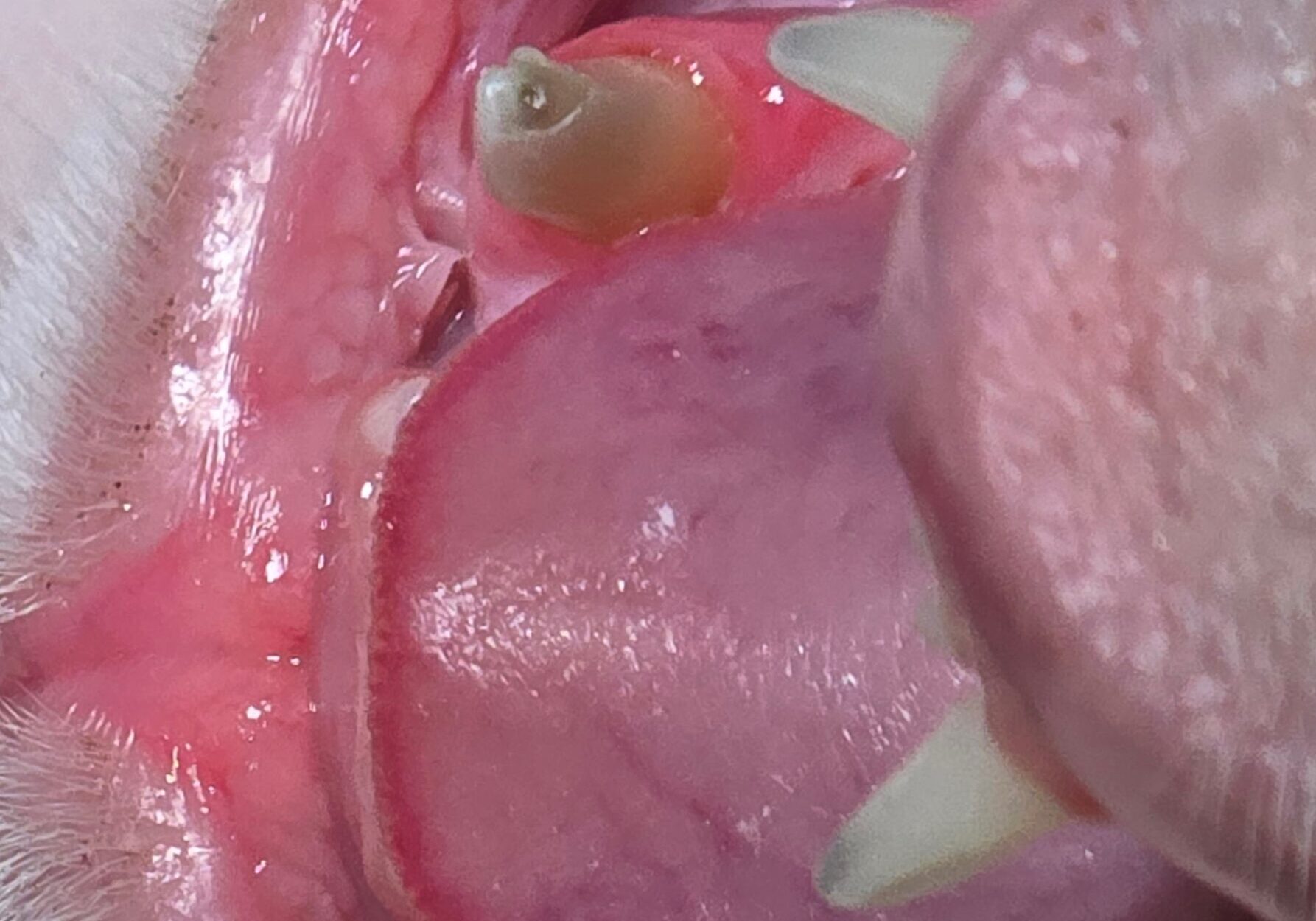 Different Angle Of The Same Tooth Revealing A Suspicious Discoloration