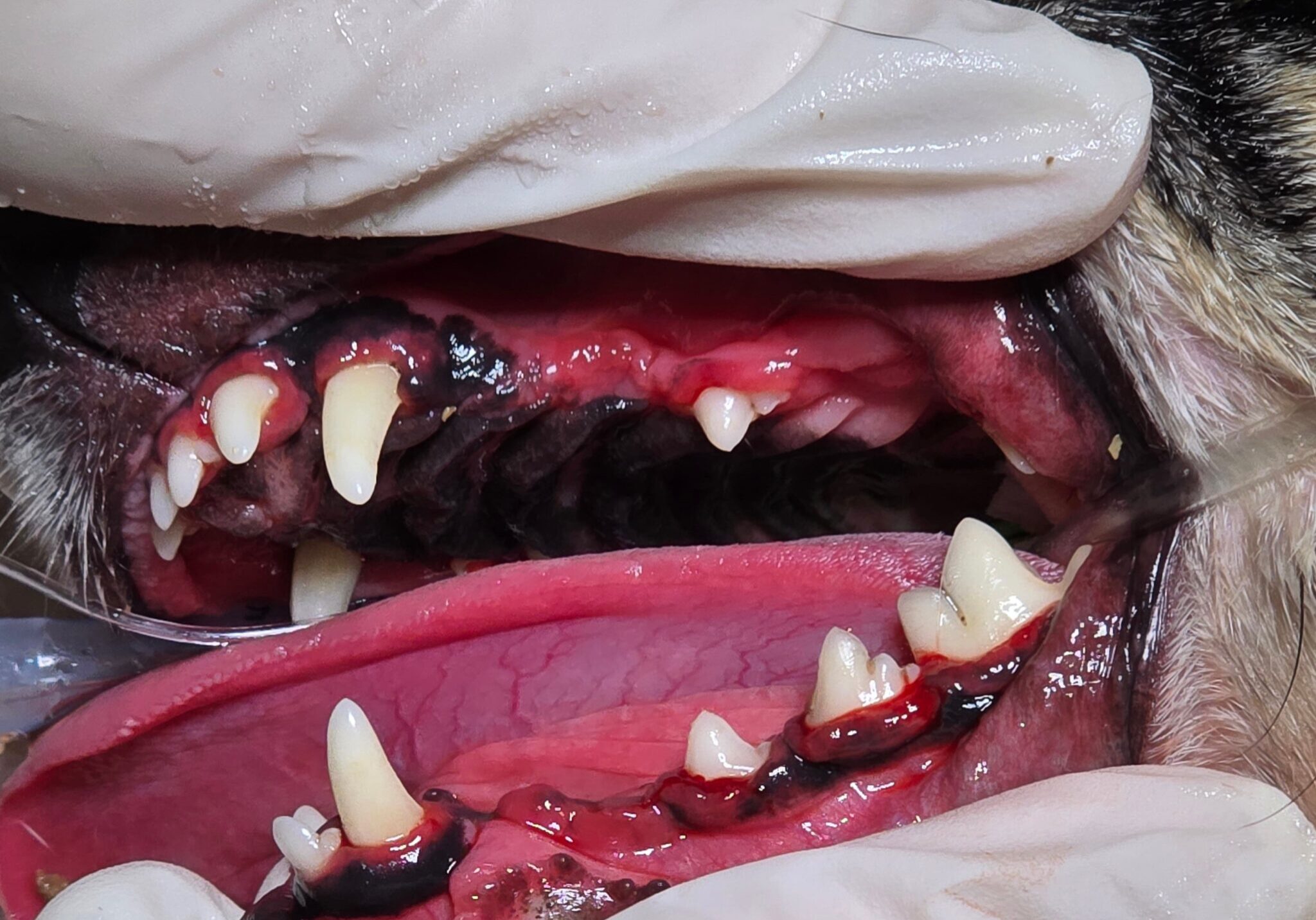 Post Operative Image Of Cleaned Crowns