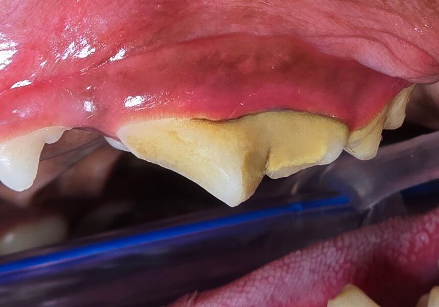 3.1.1normal Appearing Carnassial Tooth