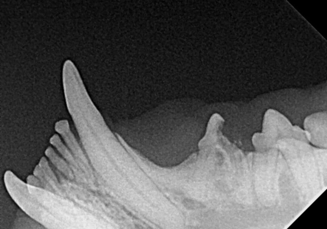 3.4.2 Radiograph Of Affected Crown
