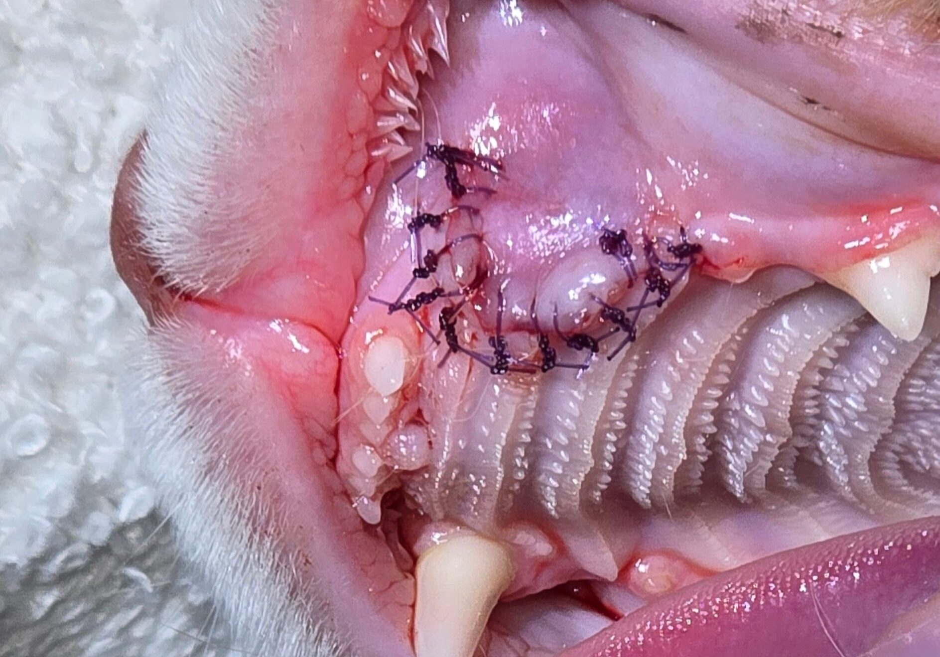 Post Surgical Photo Of Large Canine Socket Closed With Dissolvable Sutures