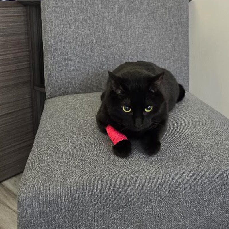 black cat with green eyes and red bandage around front leg lying on grey chair in office