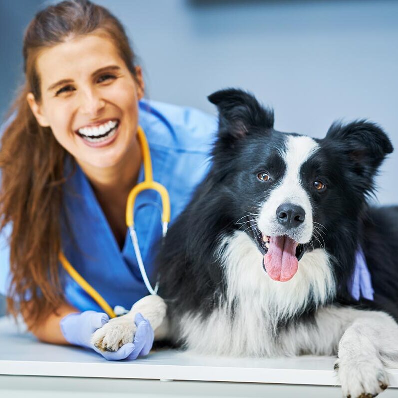 Happy Female Doctor With Border Collie female veterinarian smiling and laughing while examining border collie